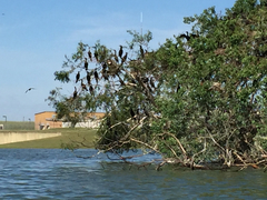 Nannopterum brasilianum