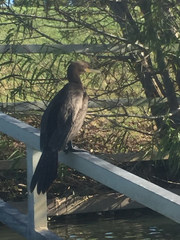 Nannopterum brasilianum