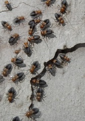 Cerastipsocus trifasciatus