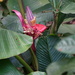 Pink Banana - Photo (c) radinis, some rights reserved (CC BY-NC), uploaded by radinis