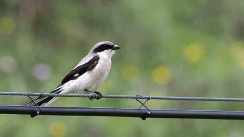 Giant Grey Shrike (Lanius giganteus)