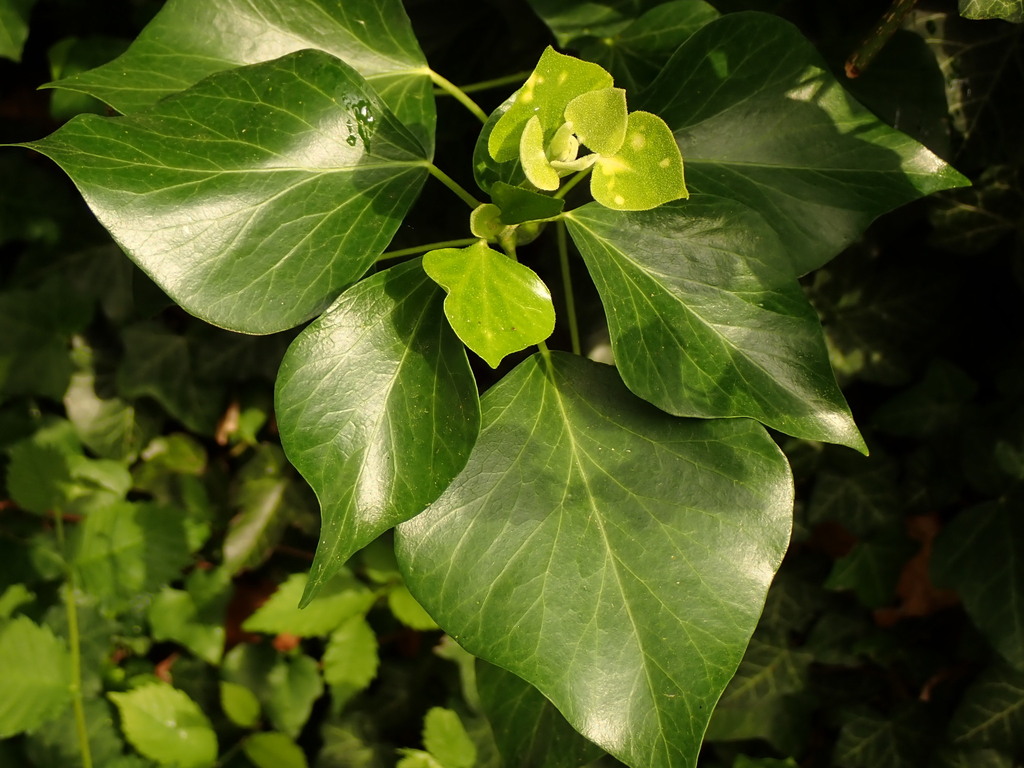 Hedera helix