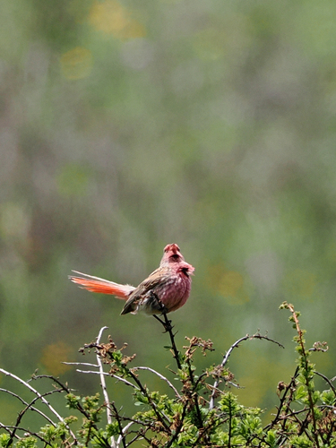 Przevalski's Finch (Urocynchramus pylzowi), photo 6