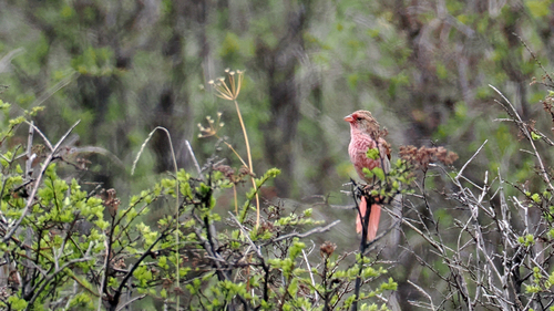 Przevalski's Finch (Urocynchramus pylzowi), photo 5