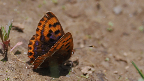 Lycaena pang