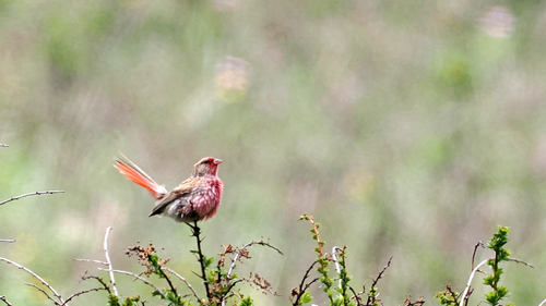 Przevalski's Finch (Urocynchramus pylzowi), photo 2
