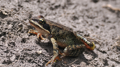 Plateau Wood Frog, Rana kukunoris