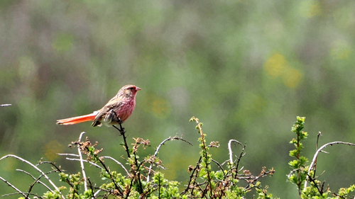 Przevalski's Finch (Urocynchramus pylzowi), photo 9