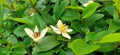 Magnolia figo