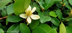 Magnolia figo