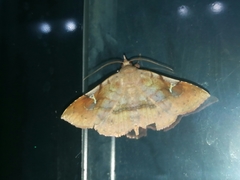 Azeta