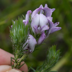Aspalathus cephalotes