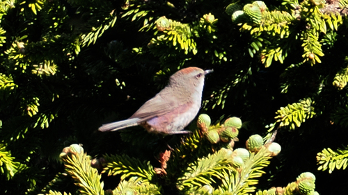 White-browed Tit-warbler (Leptopoecile sophiae), photo 5