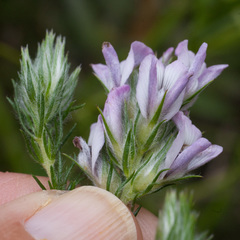 Aspalathus cephalotes