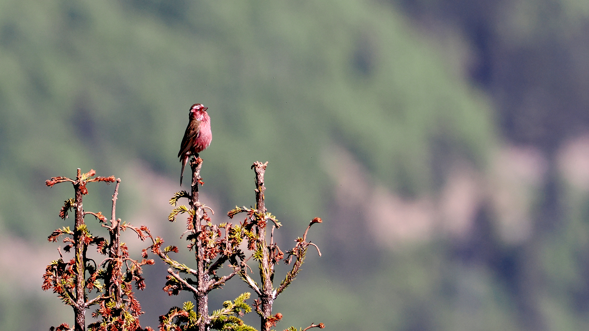 Chinese White-browed Rosefinch
