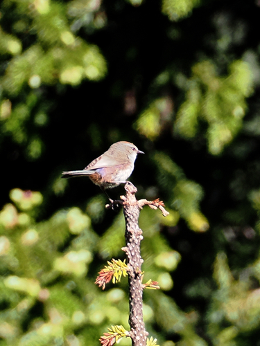 White-browed Tit-warbler (Leptopoecile sophiae), photo 6