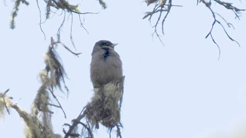 Sichuan Jay (Perisoreus internigrans)