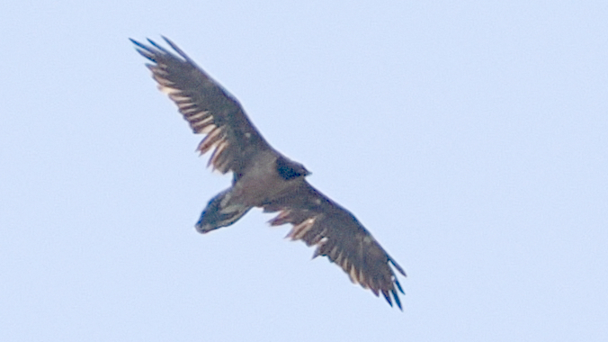Bearded Vulture