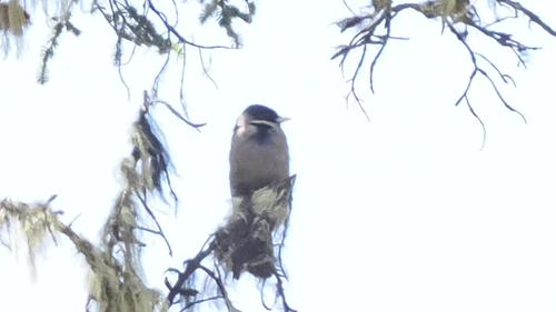 Sichuan Jay (Perisoreus internigrans), photo 2