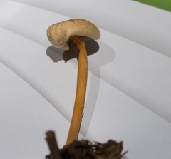 Marasmius cohaerens