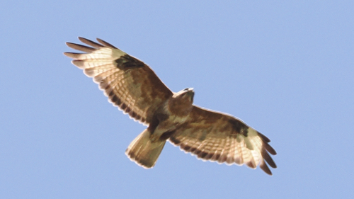 Himalayan Buzzard (Buteo refectus)