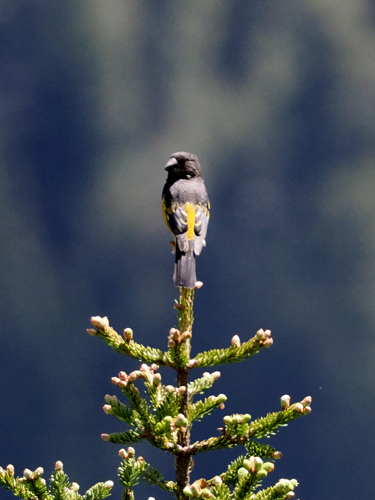 White-winged Grosbeak