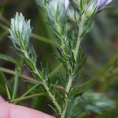 Aspalathus cephalotes