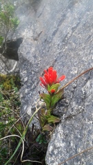 Castilleja virgata