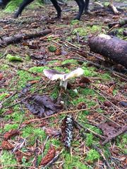 Russula mendocinensis