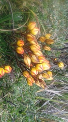 Gentianella hirculus