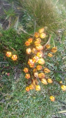 Gentianella hirculus