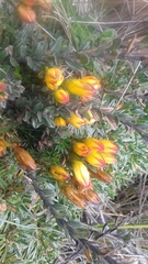 Gentianella hirculus