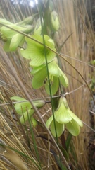 Gentianella longibarbata