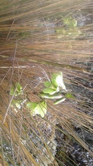 Gentianella longibarbata
