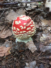 Amanita muscaria