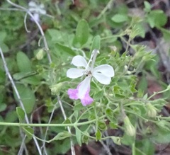 Trichostema arizonicum