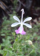 Trichostema arizonicum