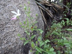 Trichostema arizonicum