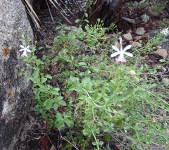 Trichostema arizonicum