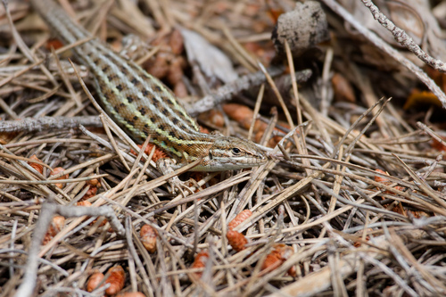 Spanish Psammodromus, Psammodromus hispanicus