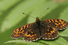 Boloria thore