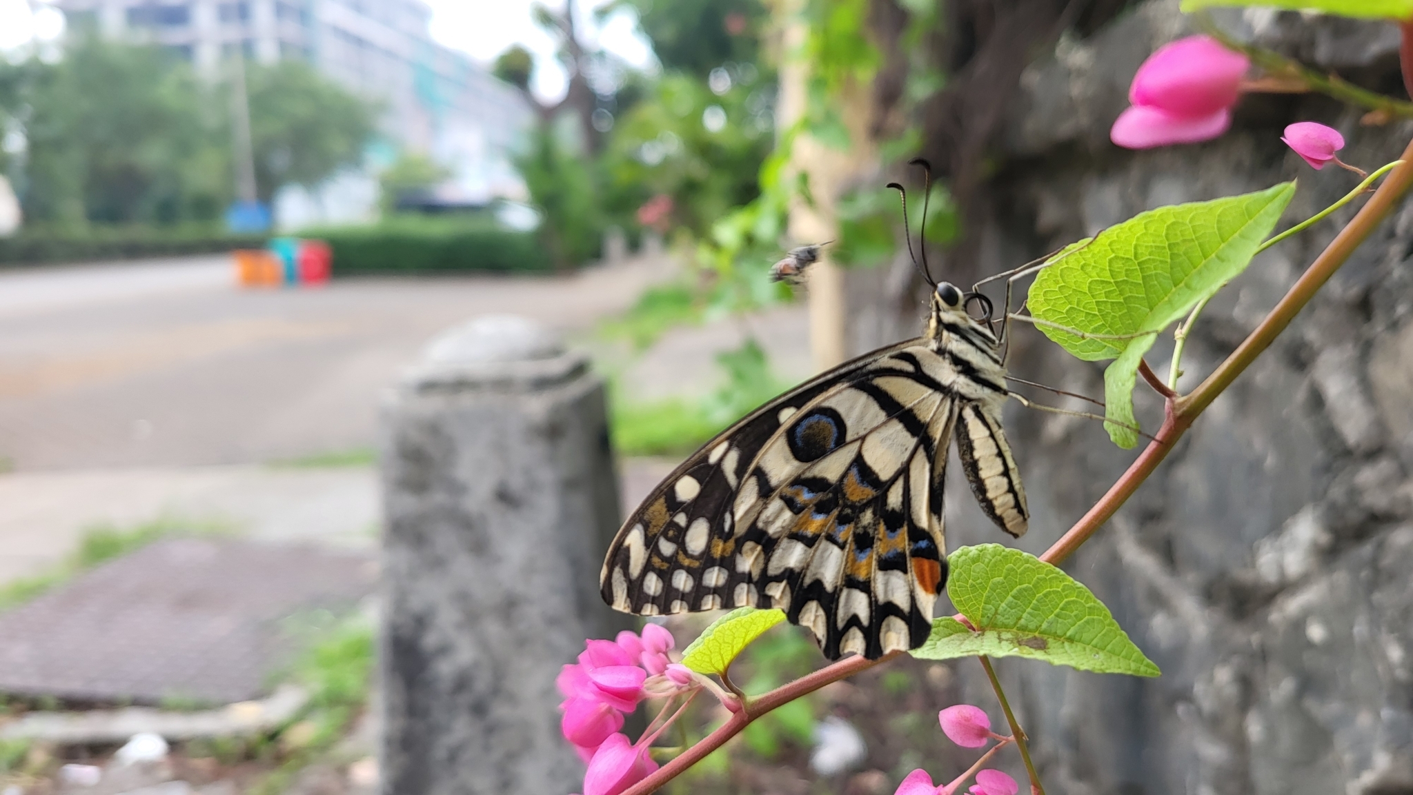 Lime Swallowtail