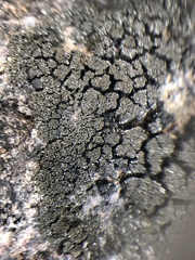 Placynthium asperellum