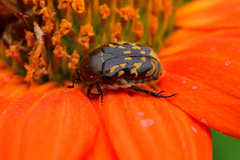 Euphoria subtomentosa