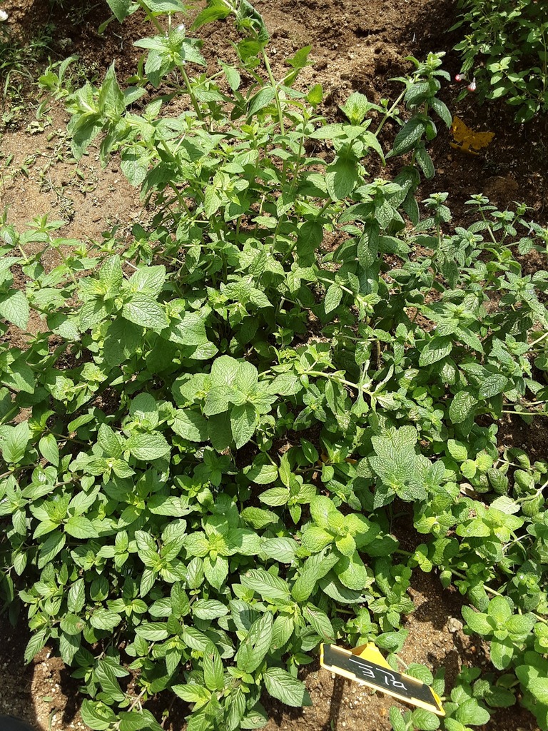 Mentha