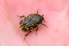 Euphoria subtomentosa