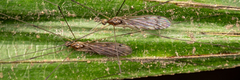 Tipulomorpha