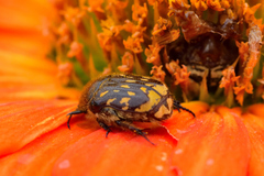 Euphoria subtomentosa