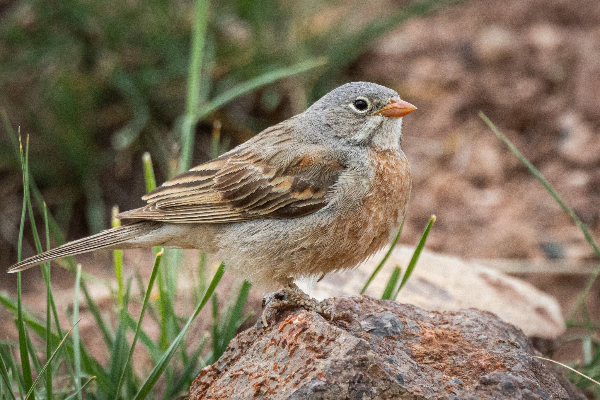 Grey-necked Bunting (Emberiza buchanani)