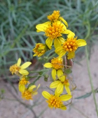 Coreocarpus arizonicus